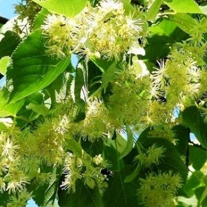 Опилки липовые оптом в Хасавюрте от завода-производителя Лигнум Ресурс